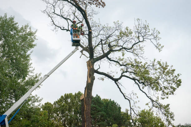 Best Tree Cabling and Bracing  in Le Claire, IA