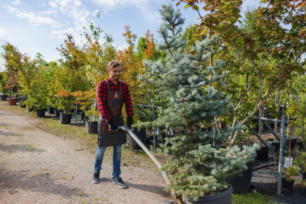 How Our Tree Care Process Works  in  Le Claire, IA