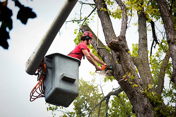 Le Claire, IA Tree Services Company